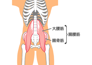 腸腰筋_コピー_コピー